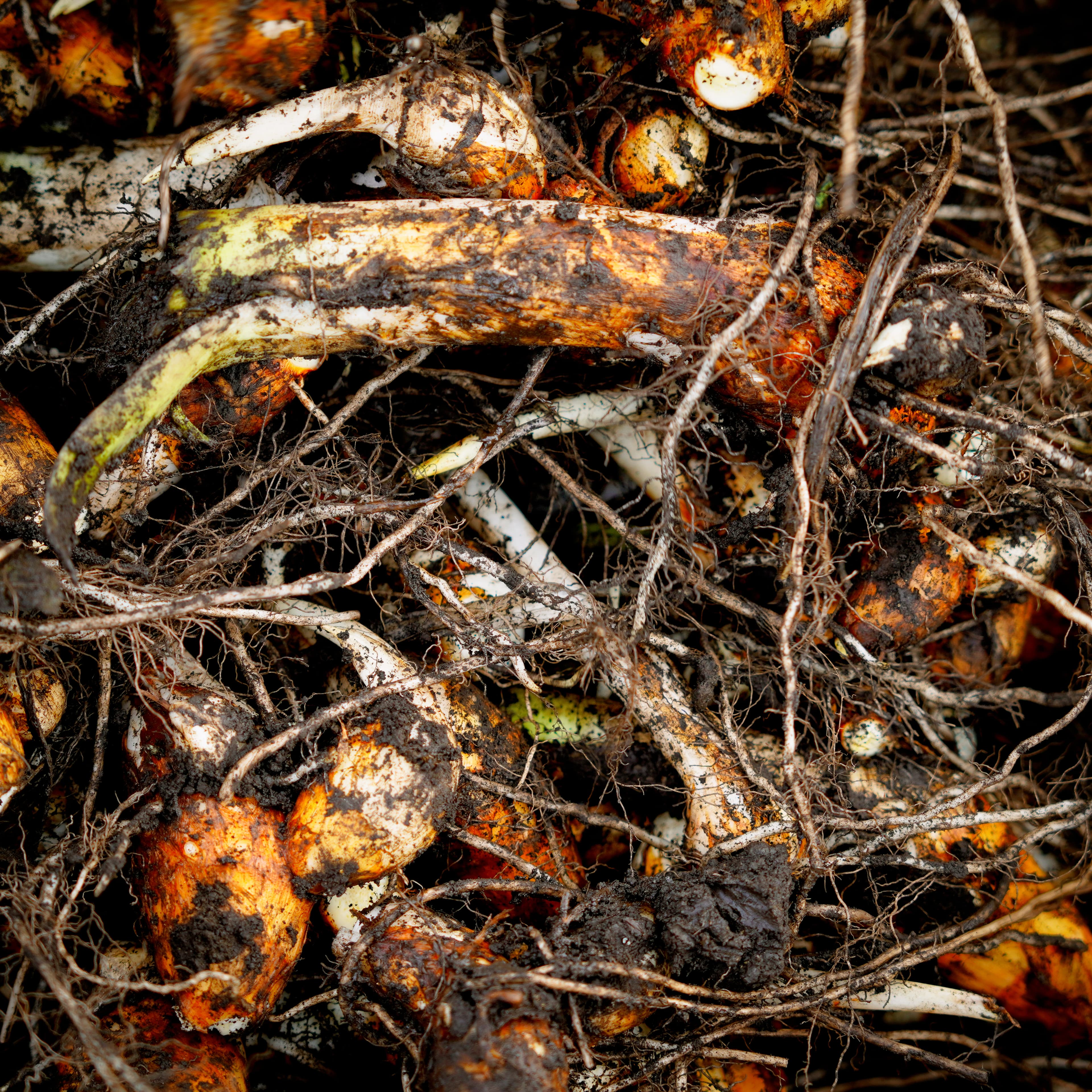 泉田里芋 (IZUMITA SATOIMO)