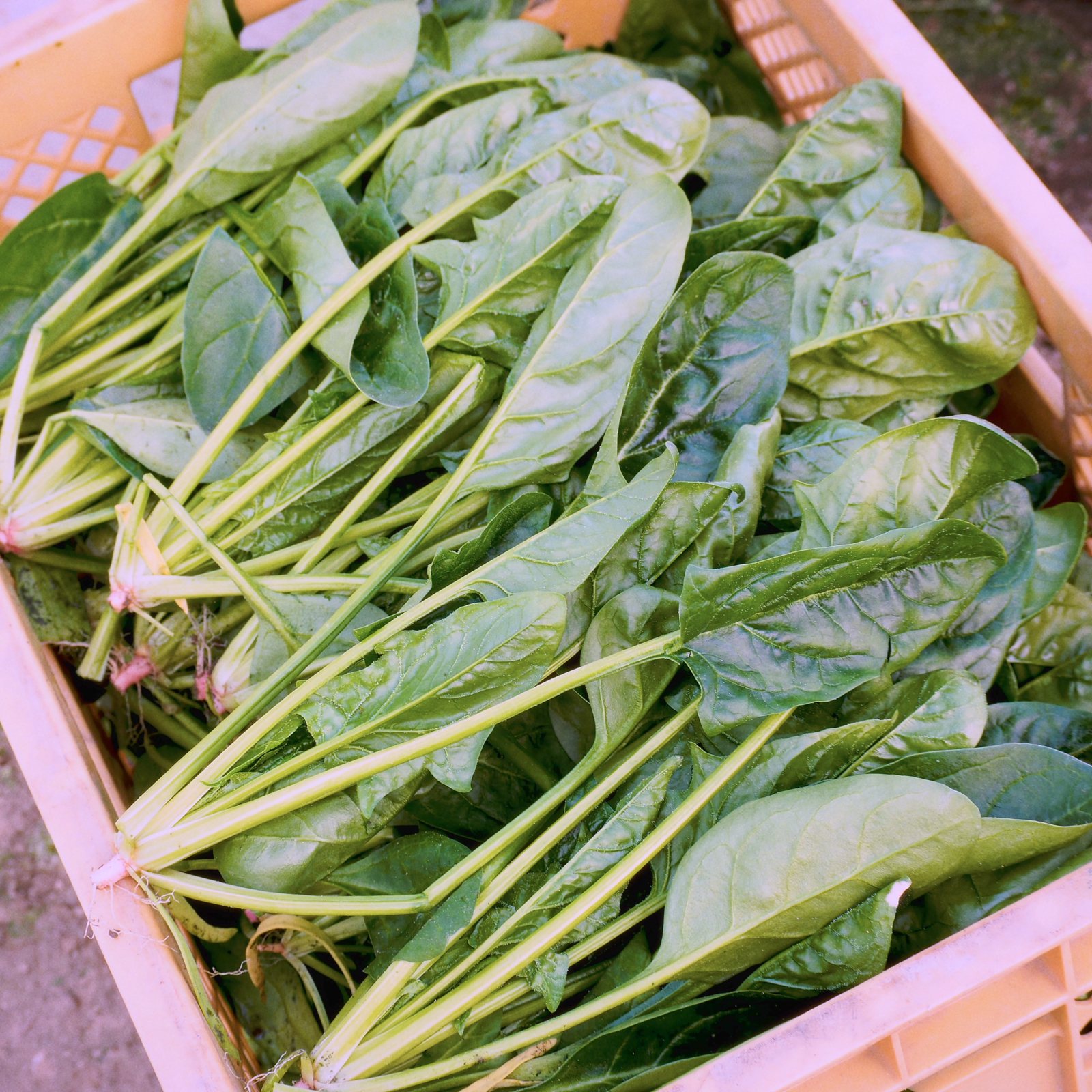 泉ノほうれん草。新庄の冬の寒さで甘みを蓄えたほうれん草。
